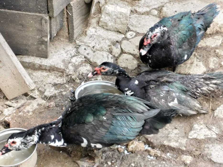 Vând rațe mute                                                     .