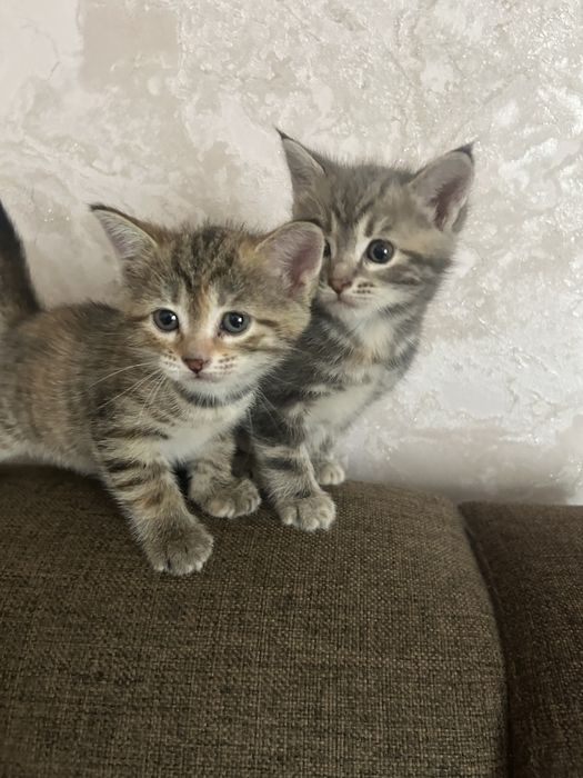 Отдам котенка в  добрые руки