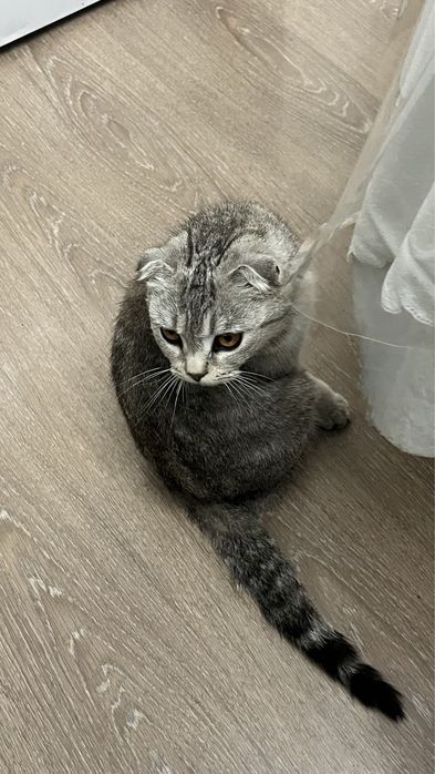 Шотландская вислоухая кошка