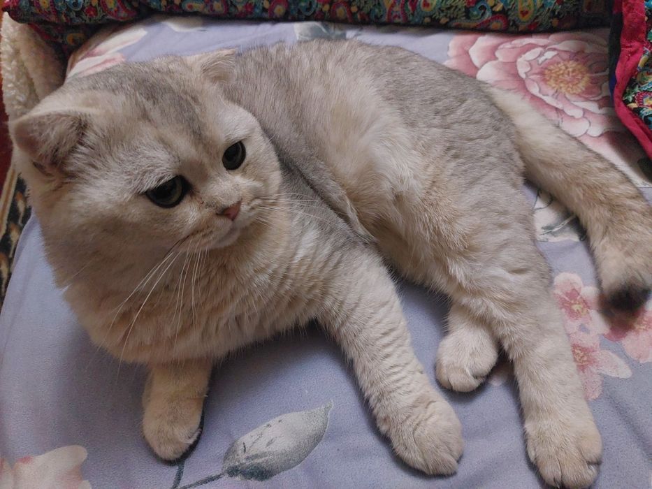 Зотли мушук срочна сотилади