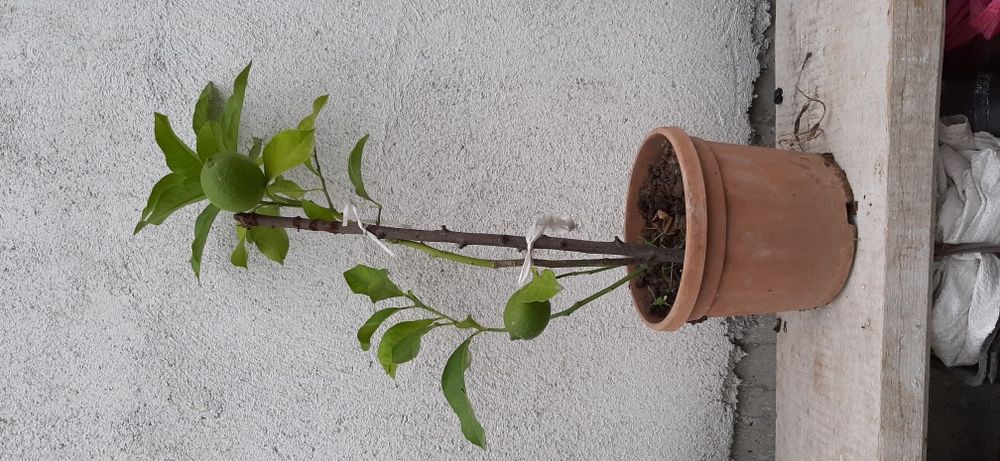 Лимон, лимонови дръвчета