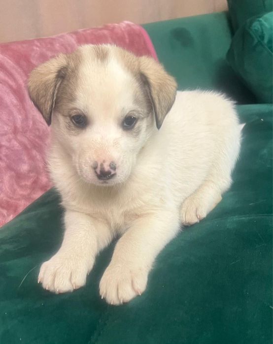 Отдадим щенков в хорошие руки