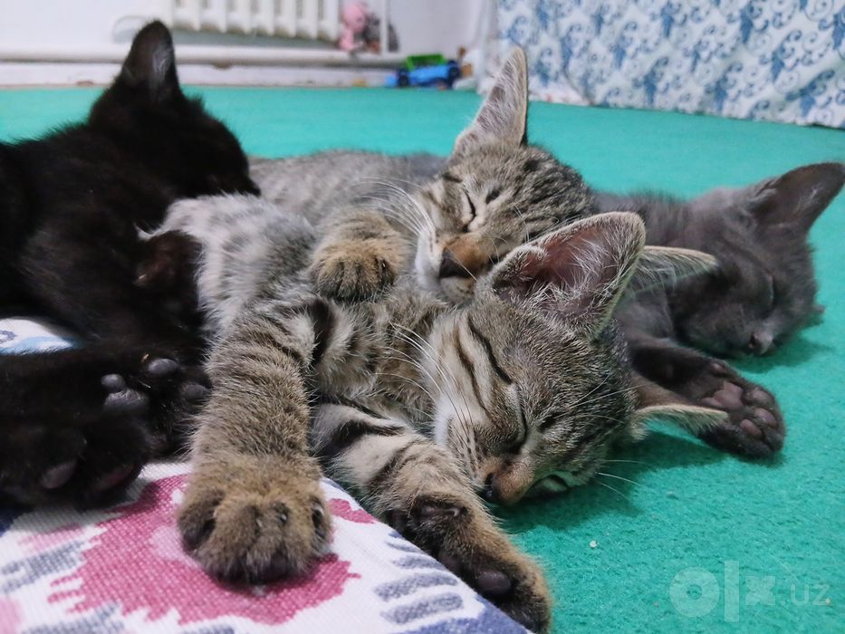 Котята в подарок