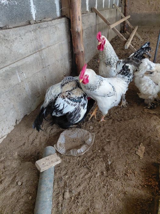 Қораз Петух 5 айлық