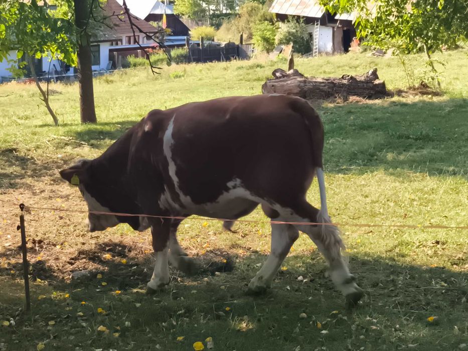 Vând vițel in vârsta de 13 luni...700kg