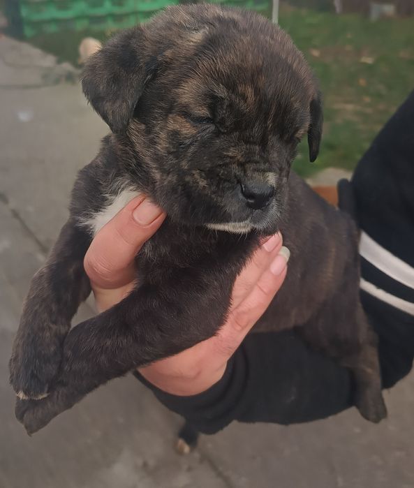 Cățelușa Cane Corso