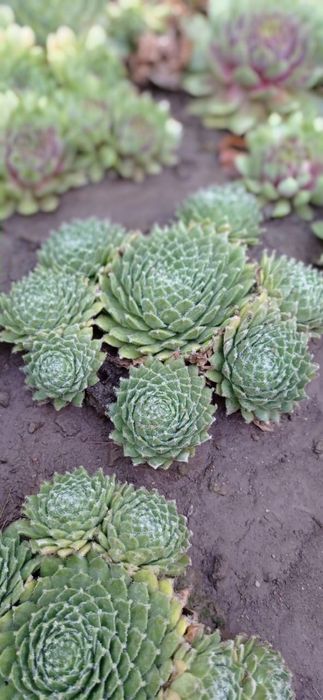 Цветы"Каменная роза"или Молодило