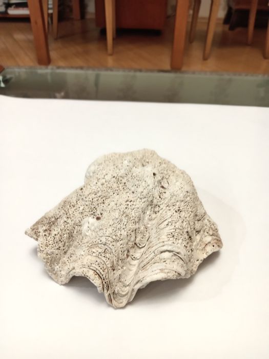 Ракушка коралл крупная