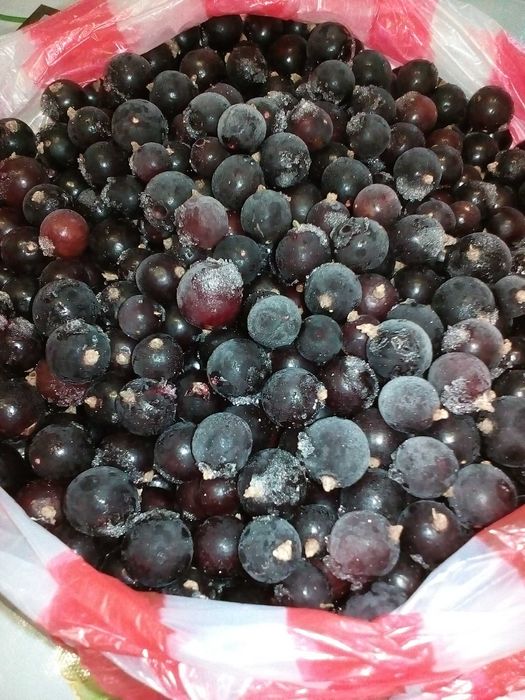 Продам чёрную смородину