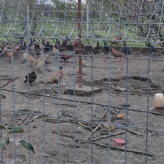 Fazani din anul 2025