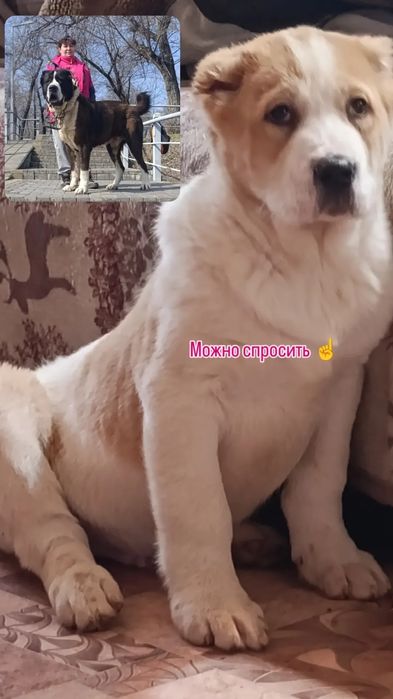 Мощный Алабайчик.