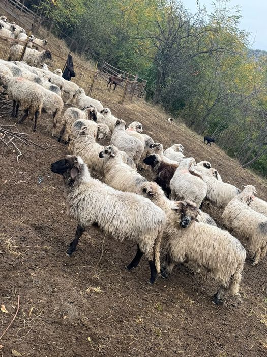 Vând 40 de miei Turcani