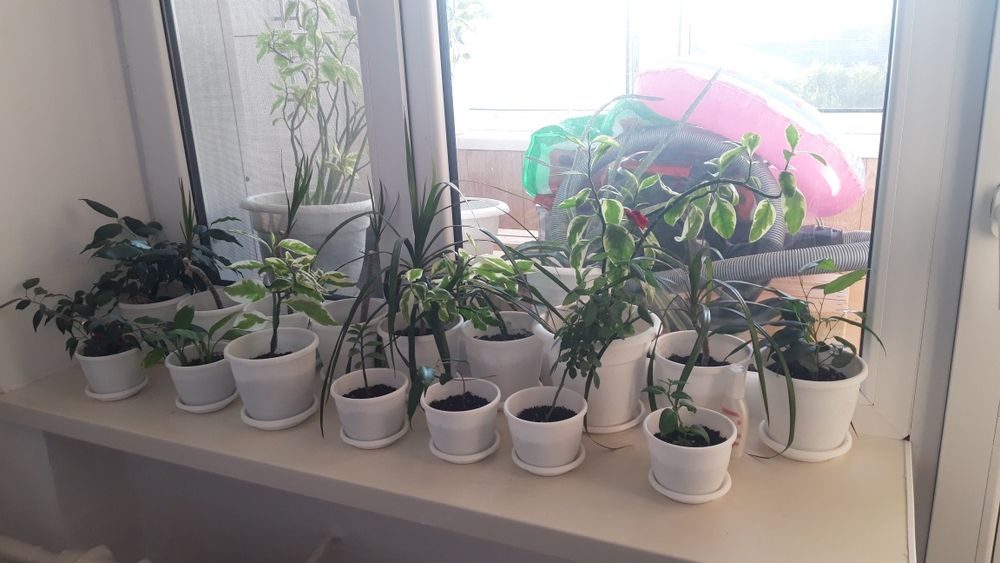 Цветы комнатные     .