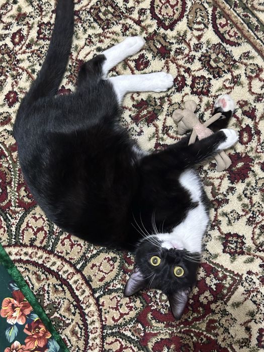 Кот на передержку