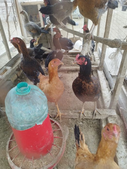 Хуроз  товуклар сотилади ёш