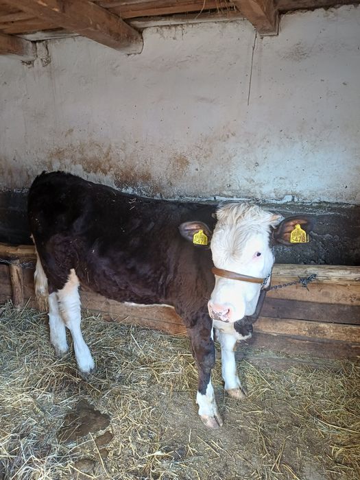 Vand vitea Baltata Romaneasca