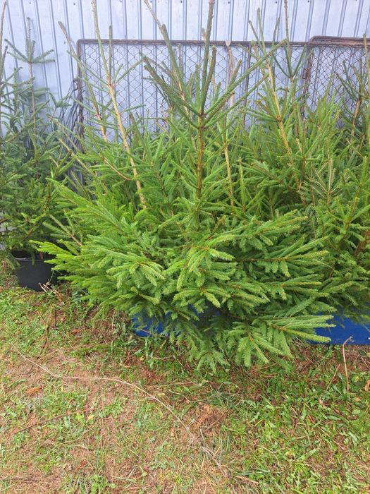 Brazi de nunta 0730796168