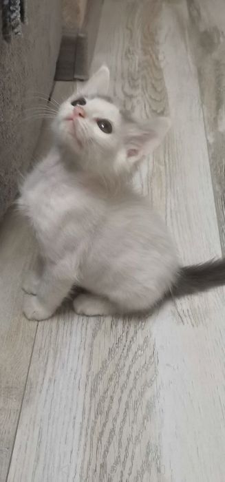 Котята бесплатно