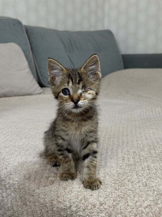 Ласковый котенок ищет дом