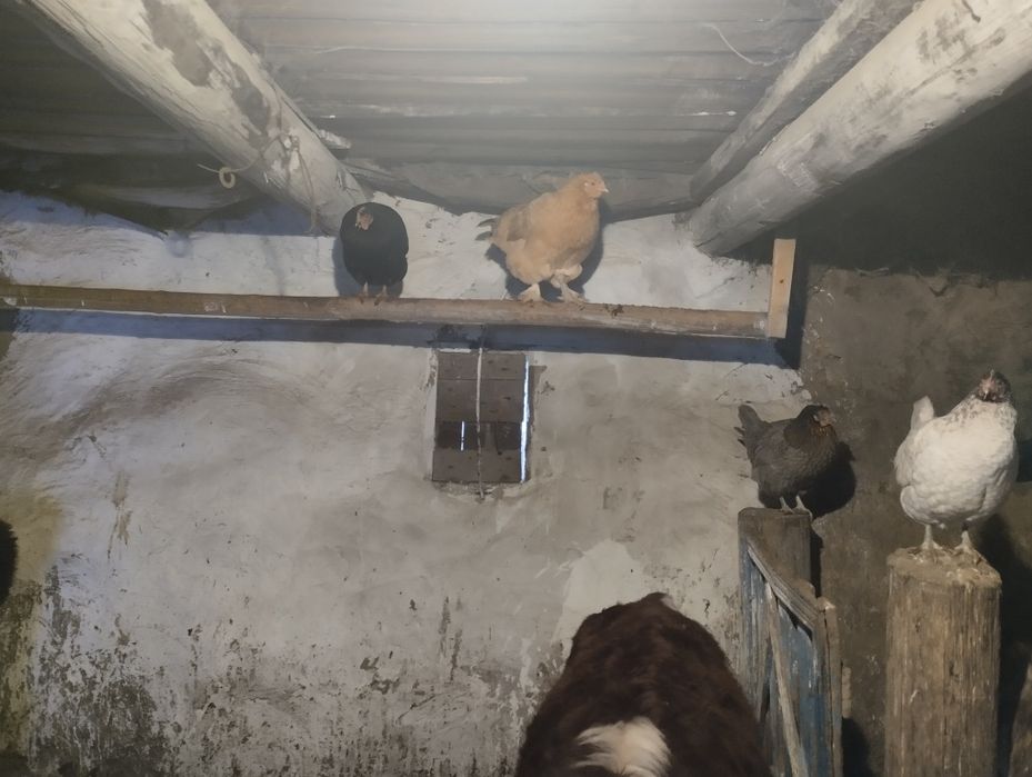 Продам дамашний куры