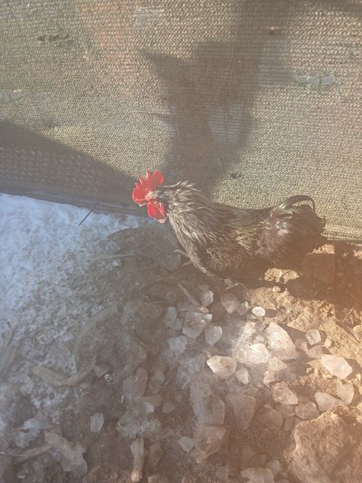 De vânzare cocoș .