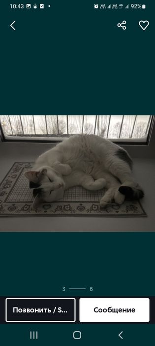 домашние животные