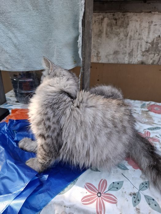 Нашли котенка мальчика