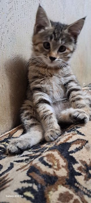 Котодевочка 1-1,5 мес.