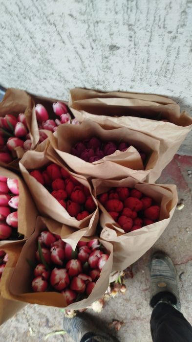 Тюльпан отборны 12видов