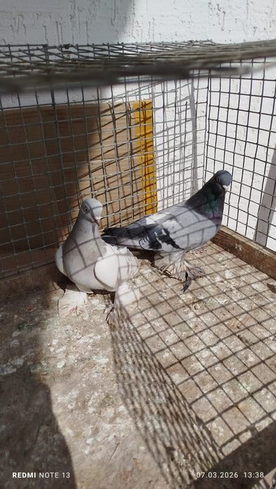 Голуби, по парам