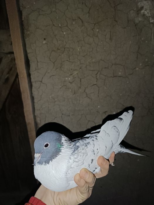 Продается иранец голубка кокбас