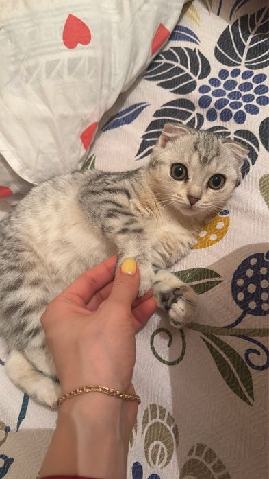 Таза кошки кыз шотландскы