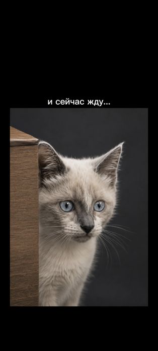 Отдам в хорошие руки