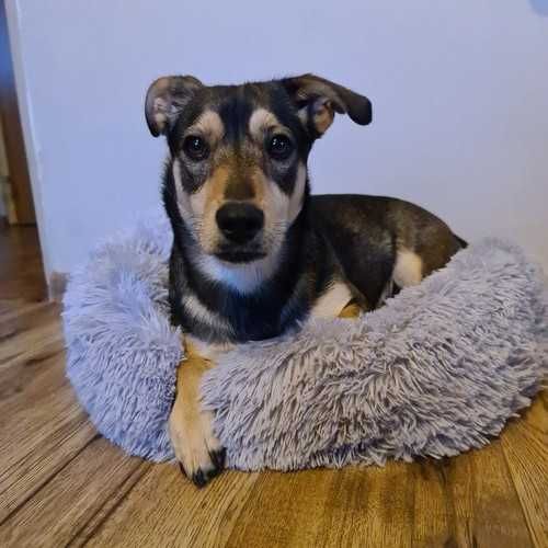 Пухкаво меко легло за куче и коте тип гнездо