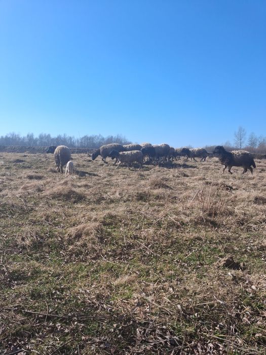 Oi metis țurcană cu droper