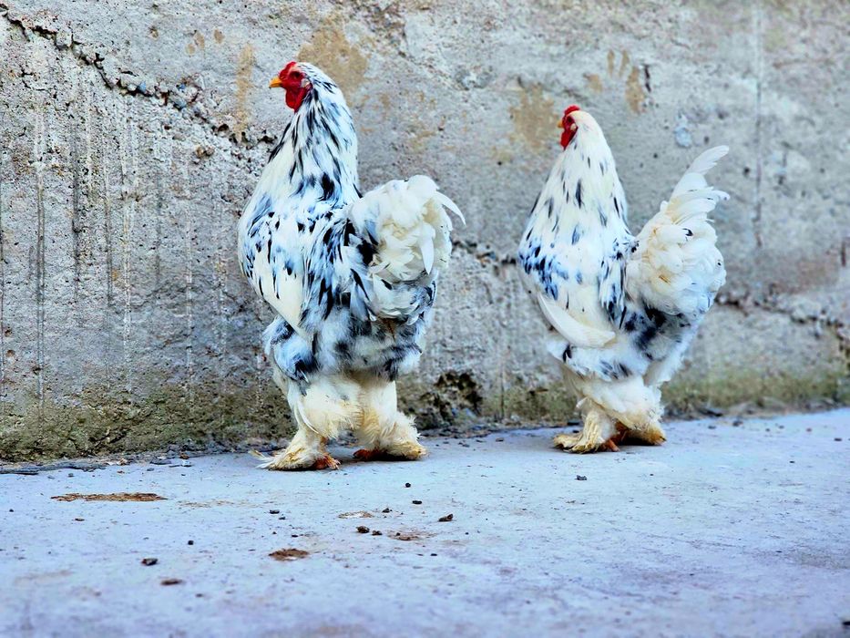 Брама Далматинец қораздары сатылады