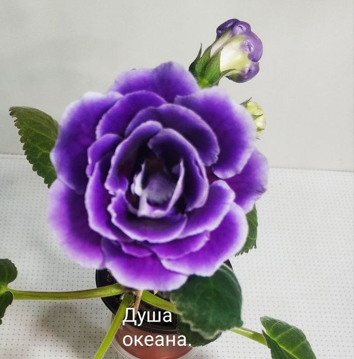 Продаются детки глоксиний