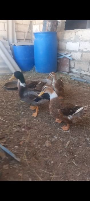 Үйрек сатылады кел