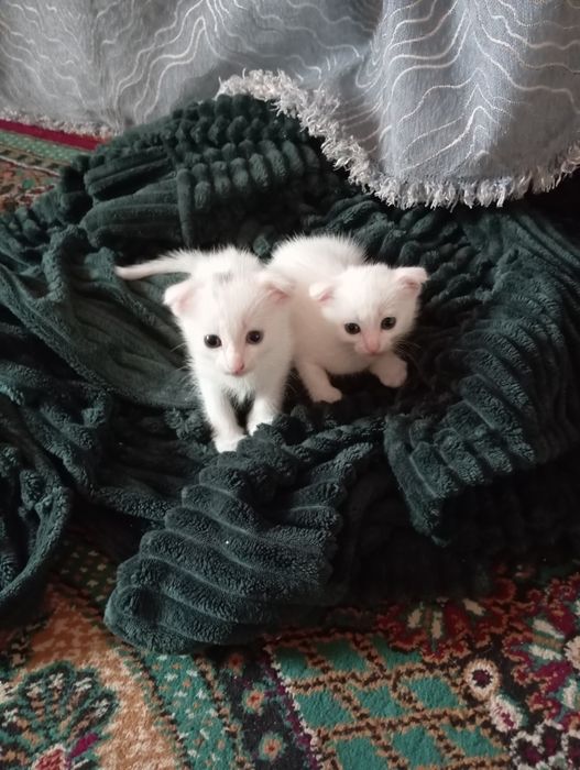 Котята маленькие