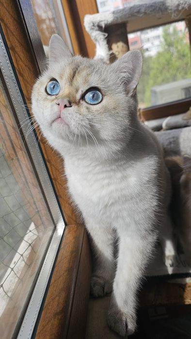 Късокосместо котенце