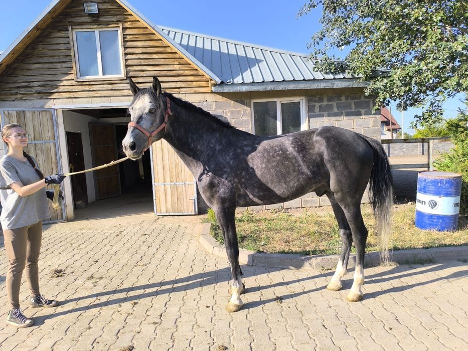 Англо ахалтекинец жеребец