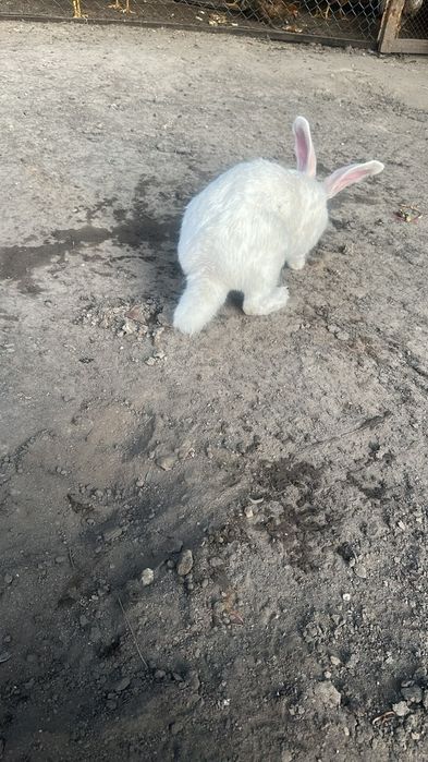 Кролик жирный большой