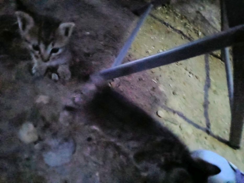 Pui pisica spre adoptie-gratis