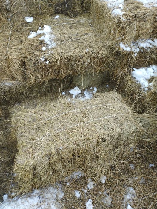 Сено тюки продам