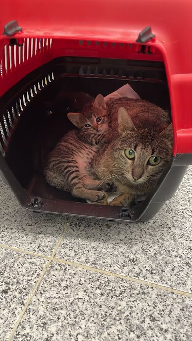 Motanel si mamica spre adoptie