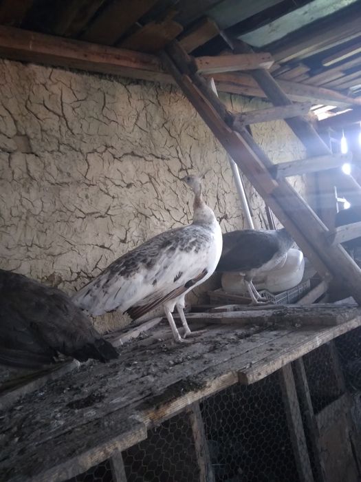 Pauni comuni și cu umăr negru maturi