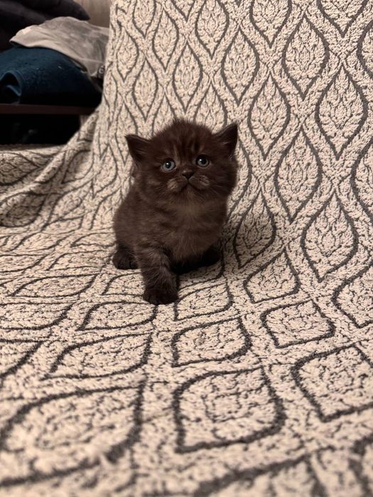 Продаются британские котята