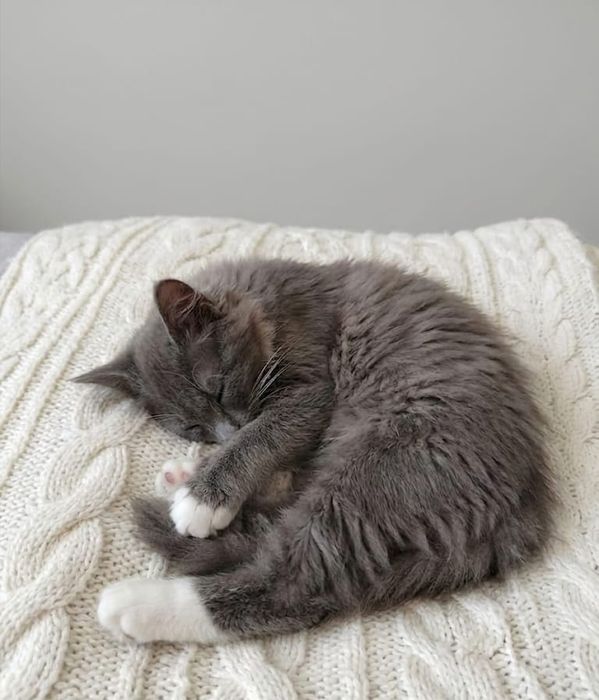 Отдам в добрые руки котенка
