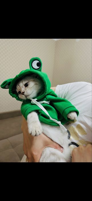 Продам шотландского котенка