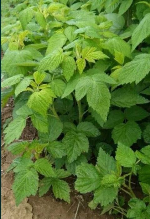 Malina ko'chat sotiladi